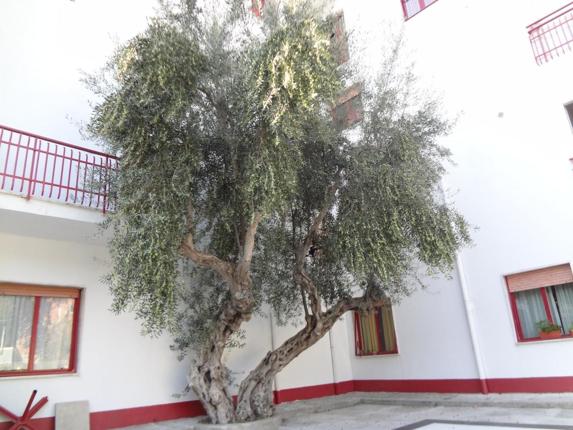 Luigiane Acquappesa